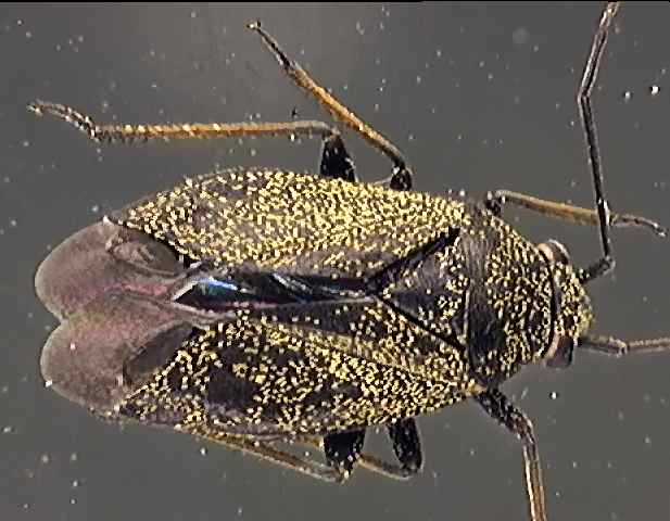 Heterocordylus tibialis